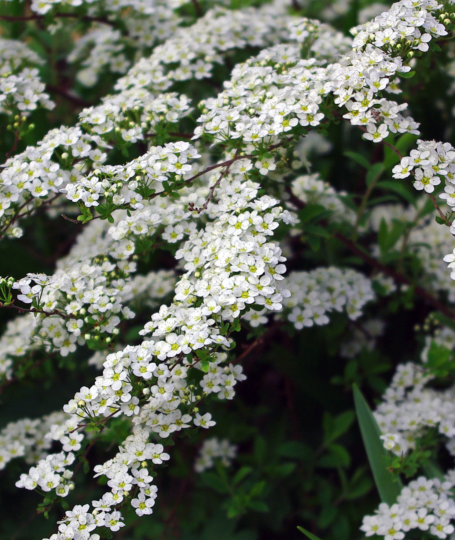 Spirea
