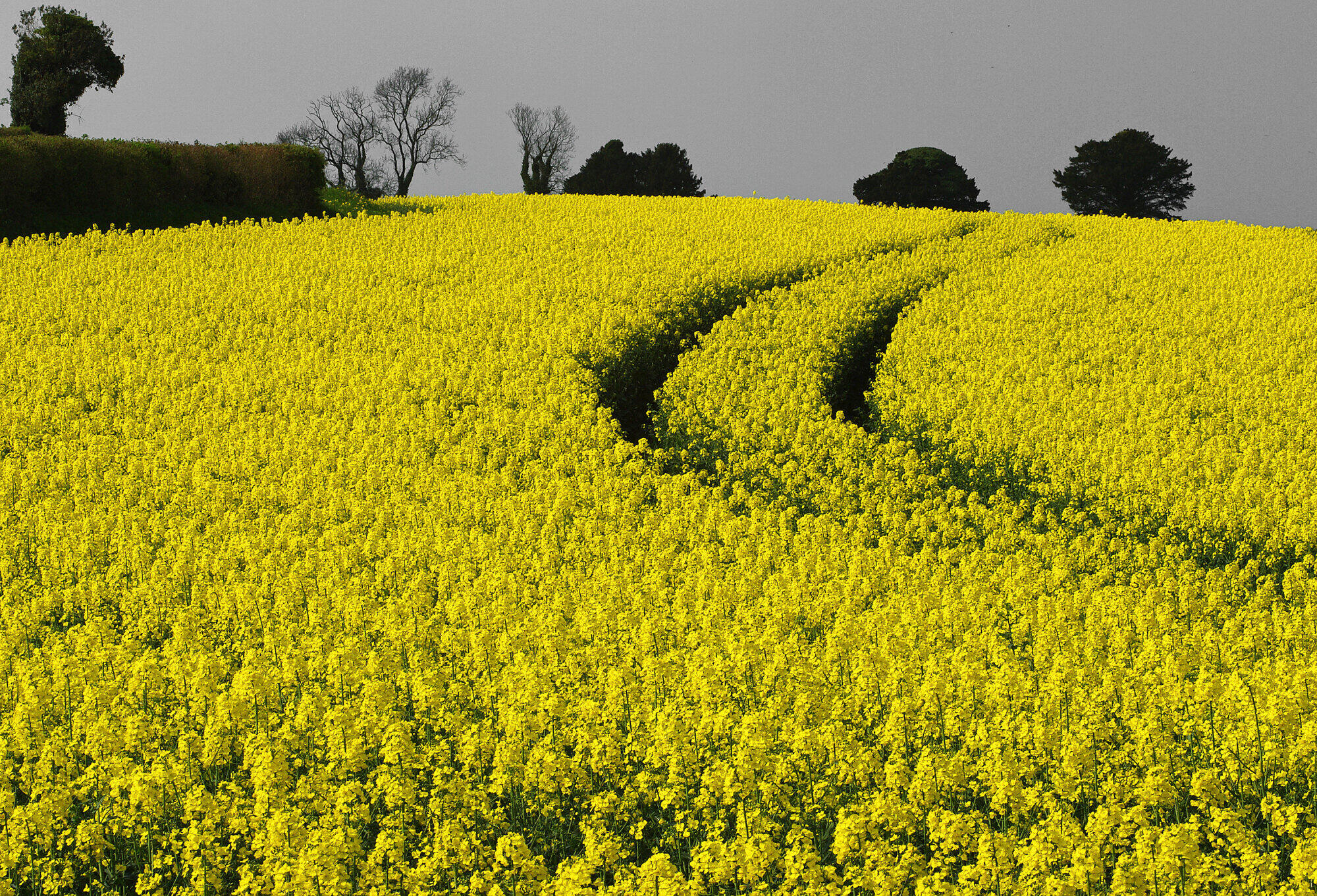 Splash of Yellow