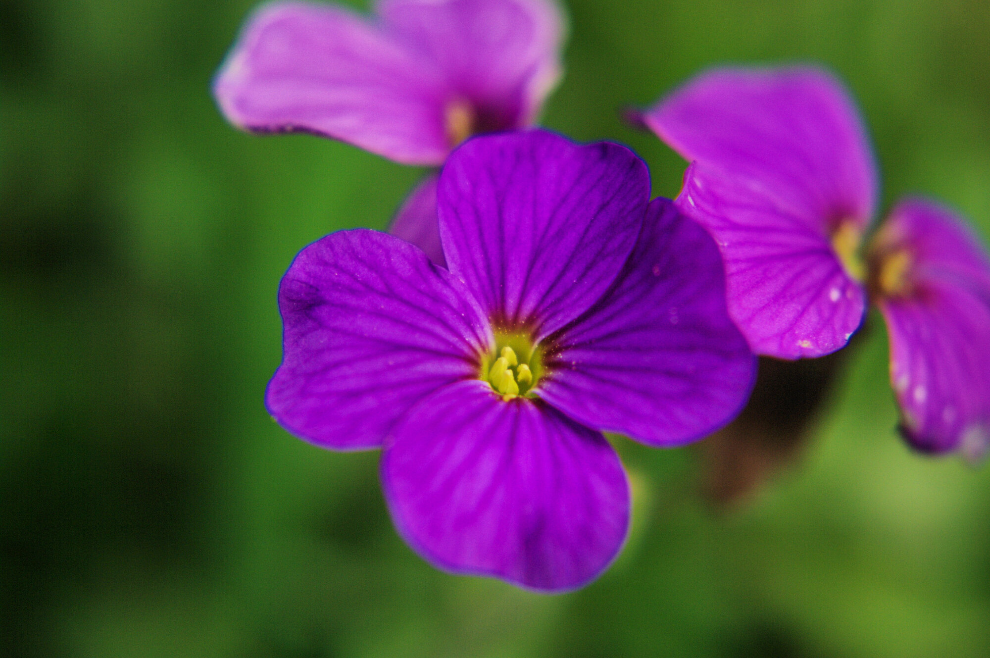 lil purple flower