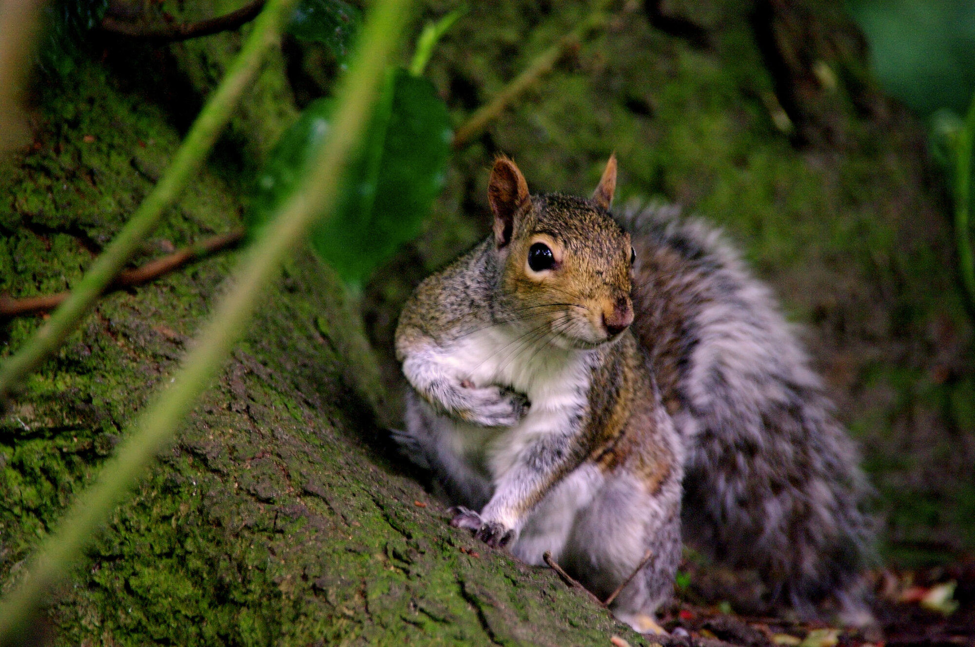 the sod who nicked my nuts
