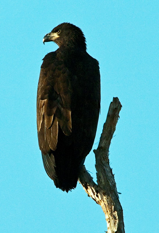 Bald Eagle Chick