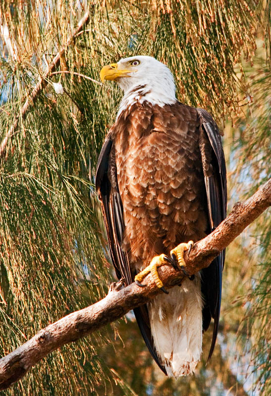 Eagle On Perch One