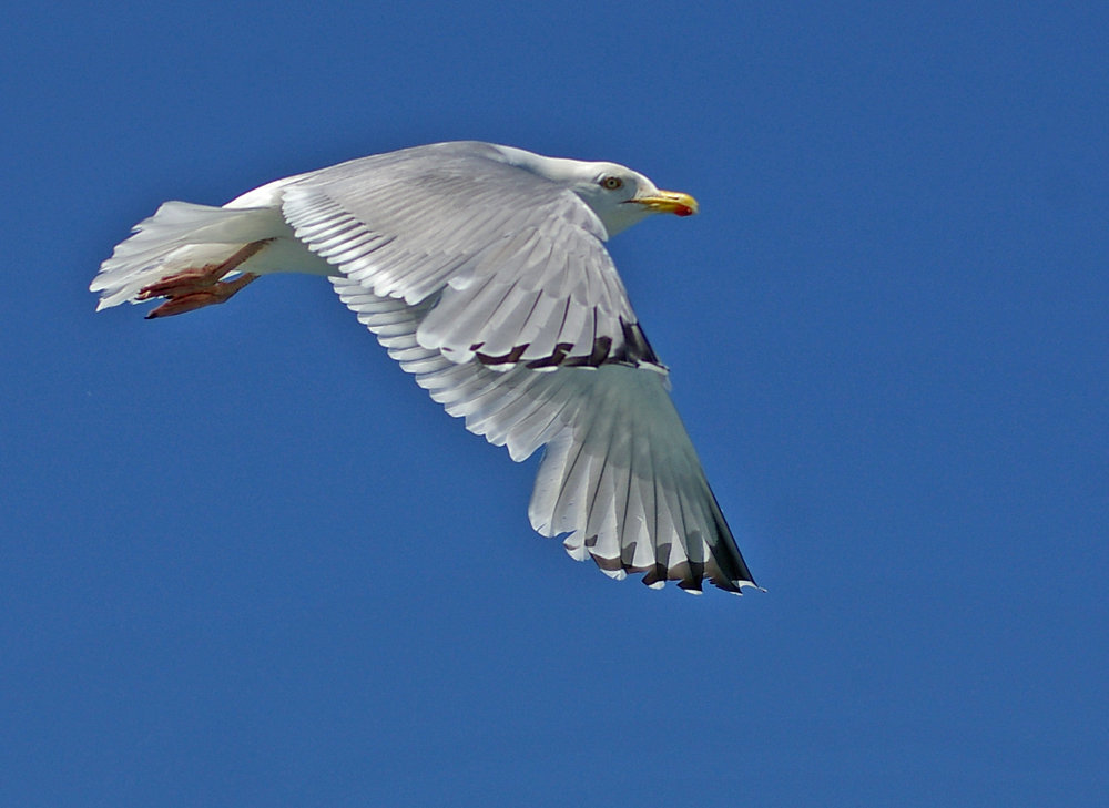 Flight