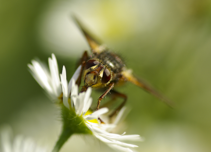 Fly
