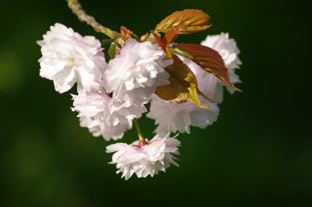 Kew cherry blossom