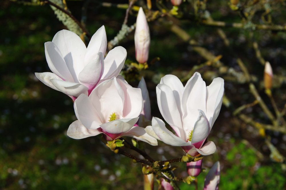 Magnolia in Flower