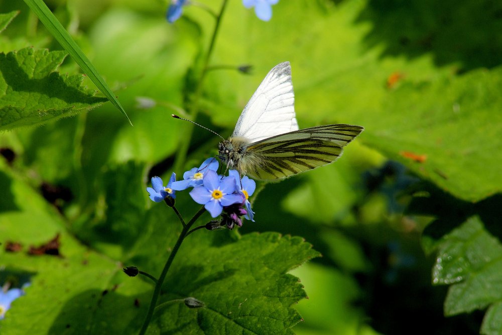 Small white