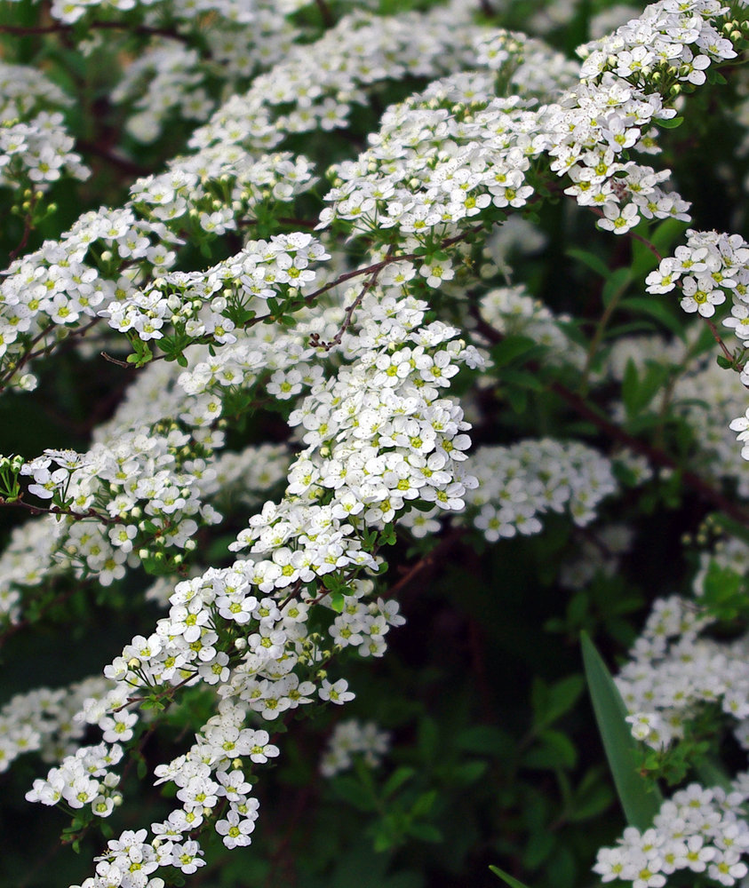 Spirea