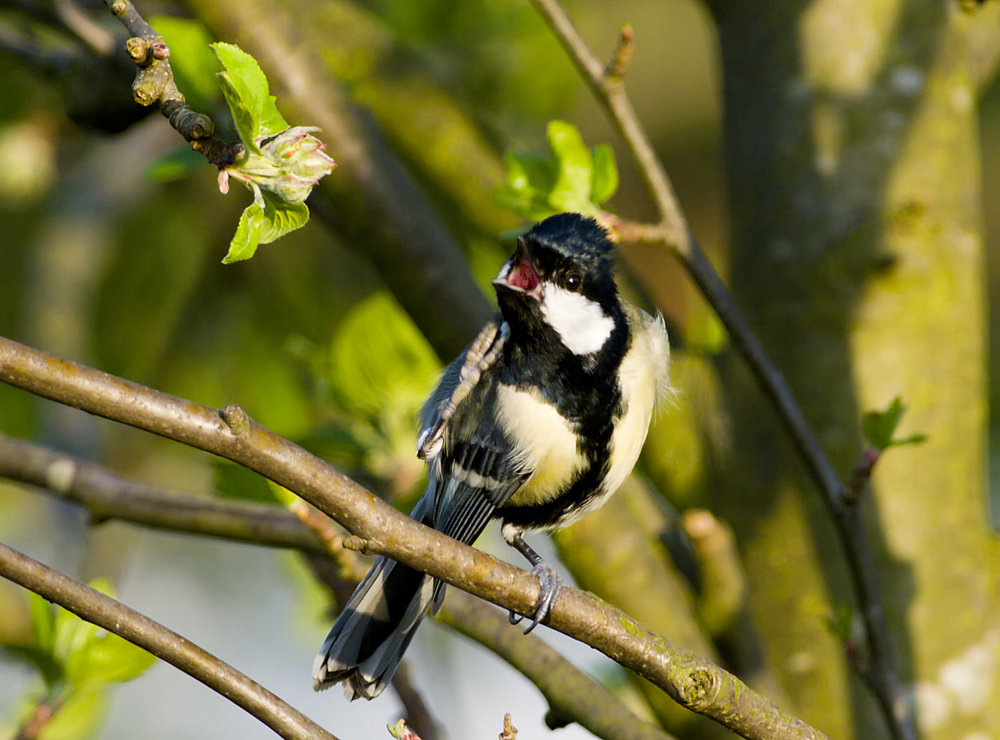 angry great tit :)