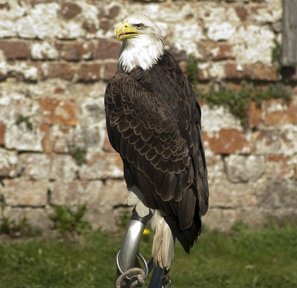 American Bald Eagle