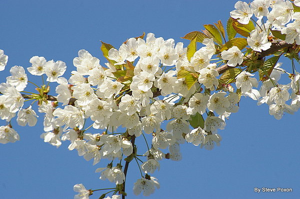 Blossom