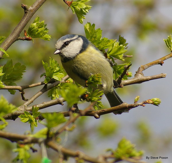 Blue Tit