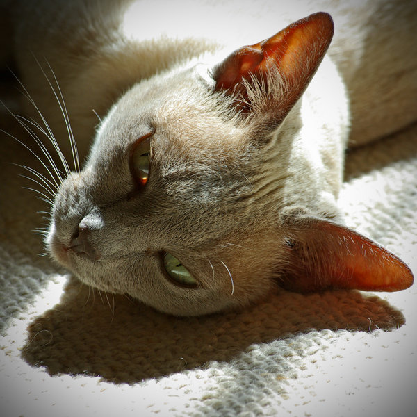 Burmese