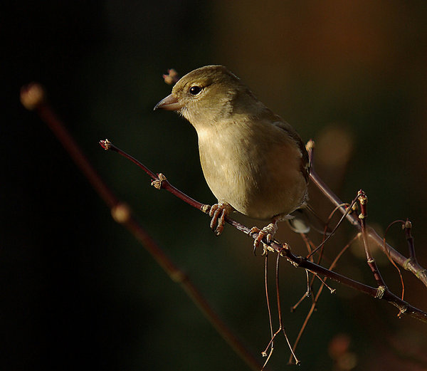 Chaffinch.