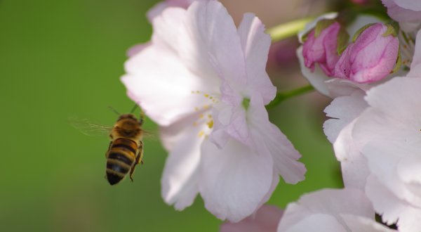 Cherry blossom bee