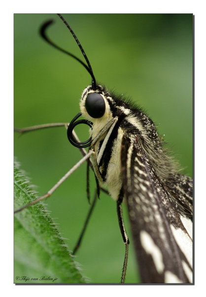 Common lime (Papilio demoleus)