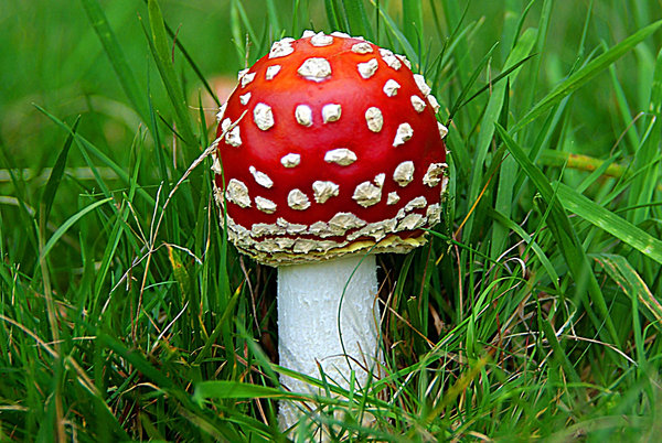 Fly Agaric