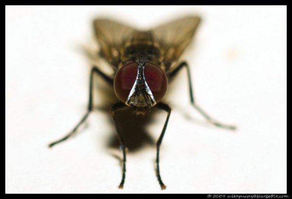 Fly Macro