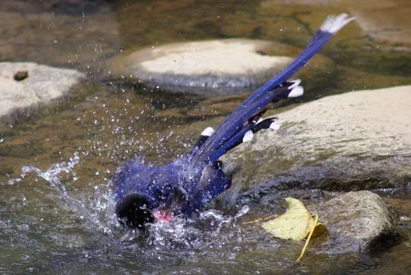 Formosan Blue Magpie