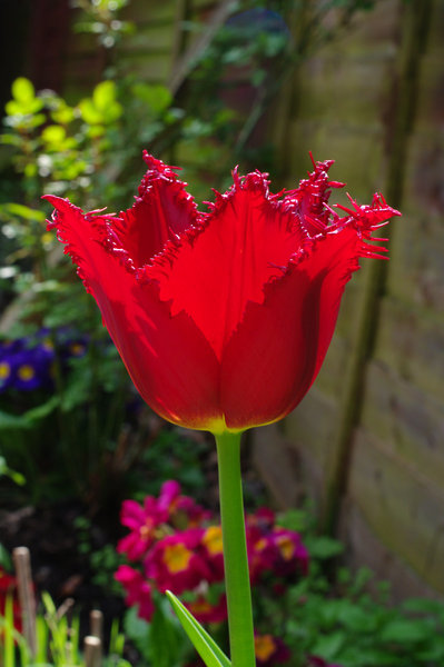 Frilly Tulip