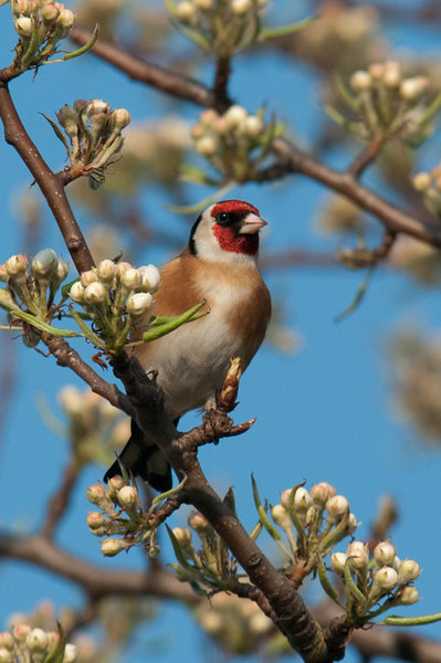 Goldfinch
