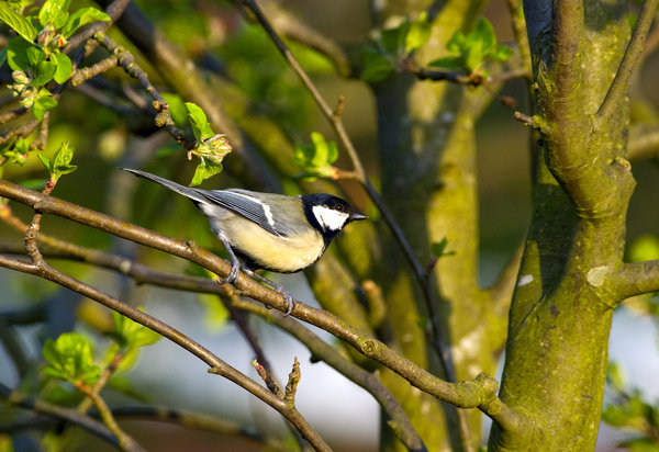 Great tit