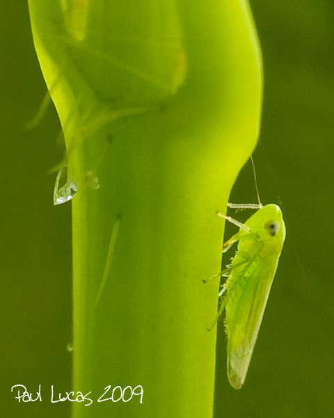 Greenfly on stem