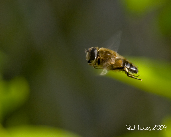 Hoverfly in flight