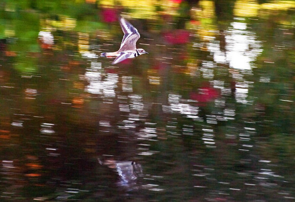 Killdeer Blur