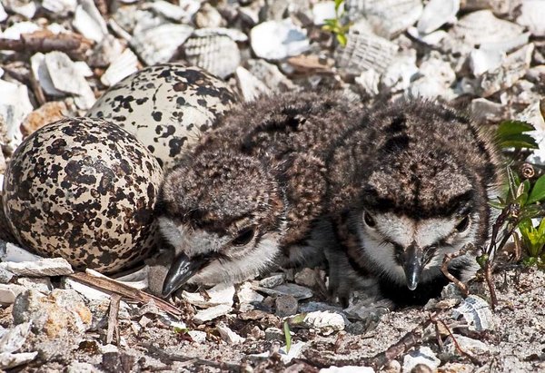 Killdeer Egg Hatch