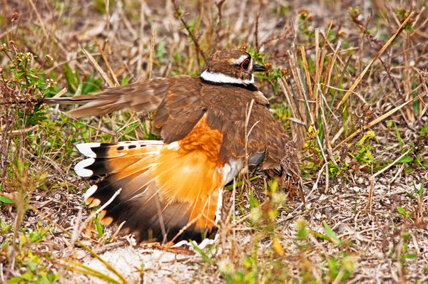 Killdeer Feigning Injury