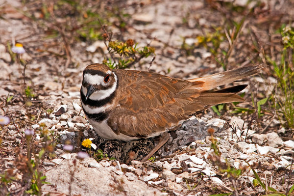 Killdeer Nest