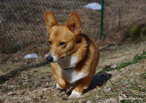 Looking for a Squirrel