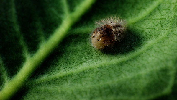 Mini monster