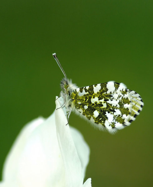 Orange tip