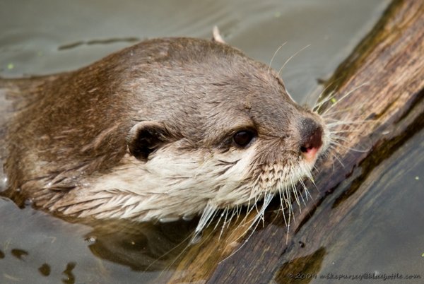 Otter.