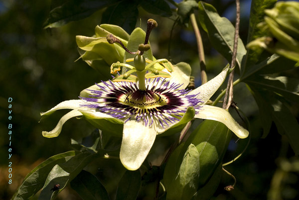 Passion Flower