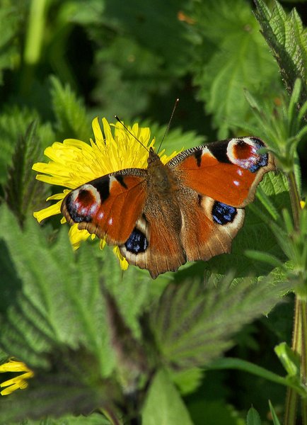 Peacock