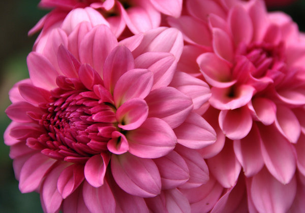 Pink on Pink