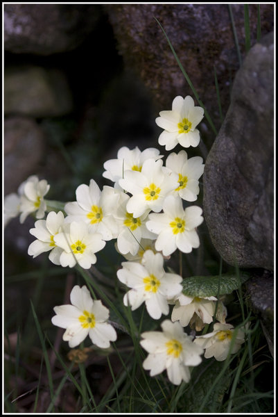 Primroses