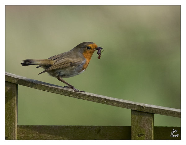 Robin and Worm