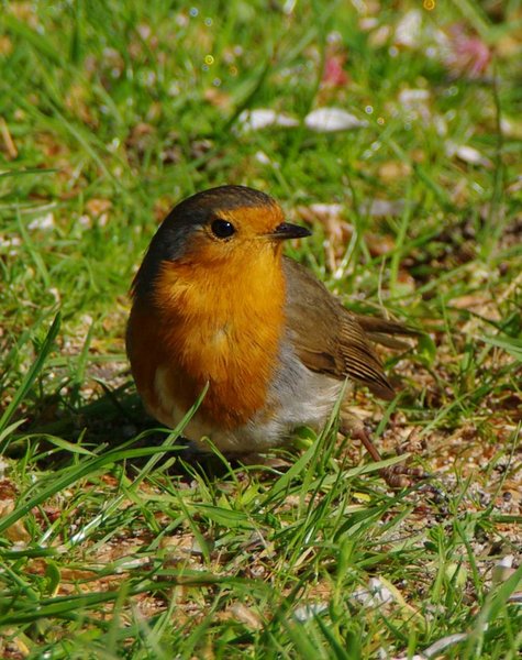 Robin in his garden