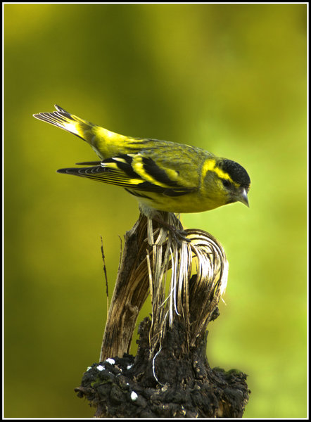 Siskin