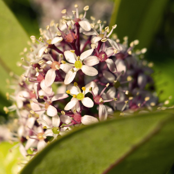 Skimmia
