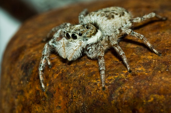 Spider