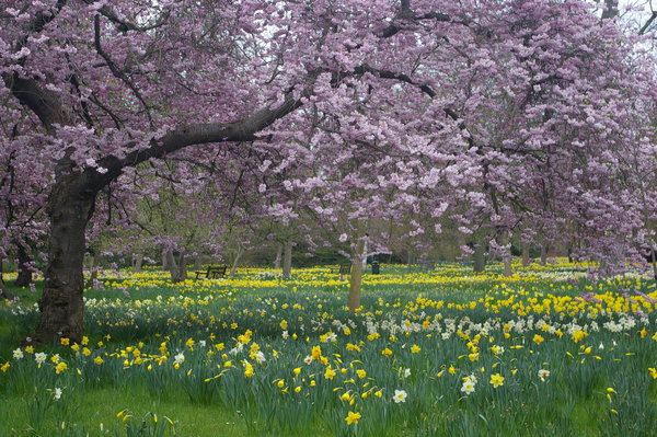 Spring at Hampton Court