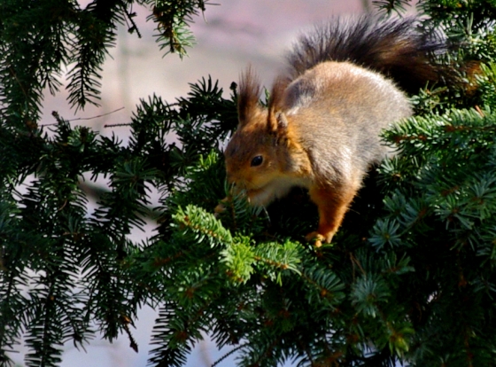 Squirrel