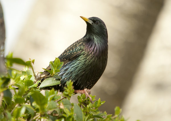 Starling