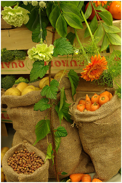 The Bag of Nature