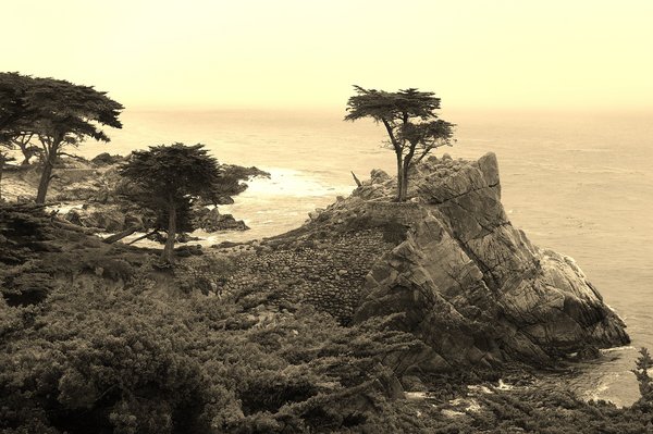 The Lonesome Pine